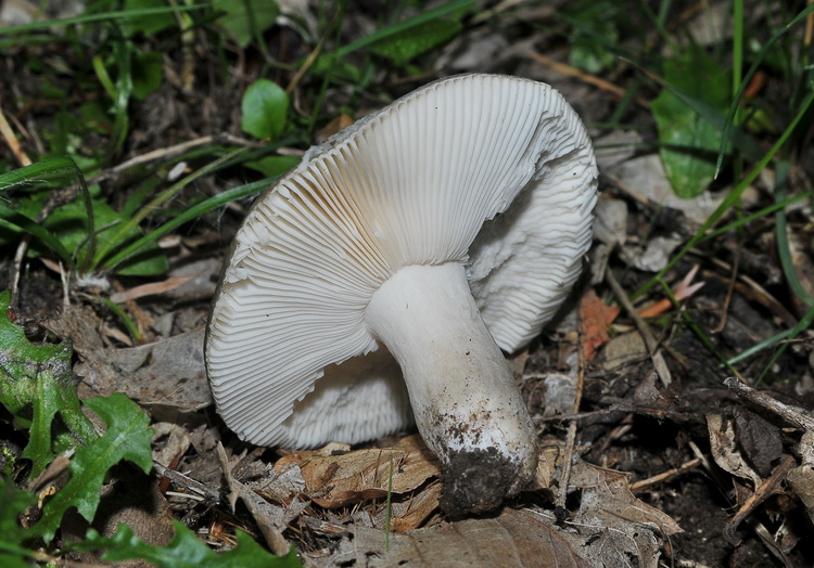 Russula parazurea